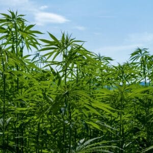 hemp, cannabis sativa, nature